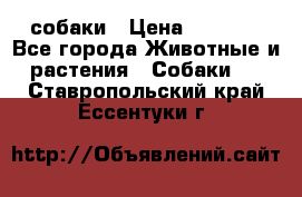 собаки › Цена ­ 2 500 - Все города Животные и растения » Собаки   . Ставропольский край,Ессентуки г.